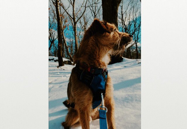 Lightfoot - The Relapse (Spotify) Nagamag