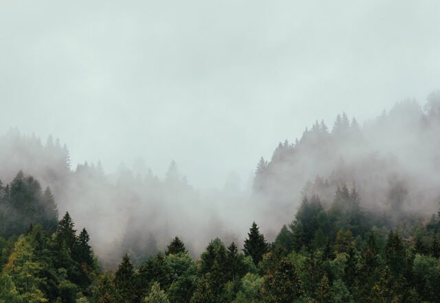 Thomas Jackson - Den inre skogen (Spotify) Nagamag