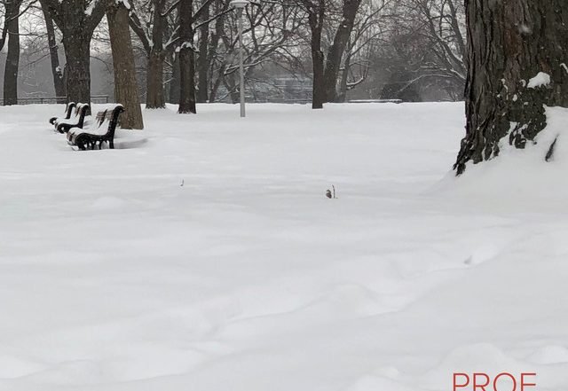 Prof. Lacasse - Falling Snow (Spotify) Nagamag