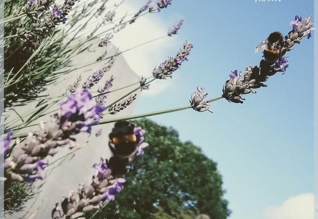 Foxwood - Underhill (Spotify) Nagamag