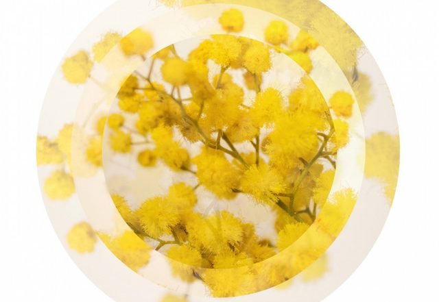 Kaleidoscope of Colours - Mimosa (Spotify) Nagamag