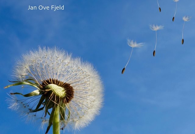 Jan Ove Fjeld - Great Expectations (Spotify) Nagamag