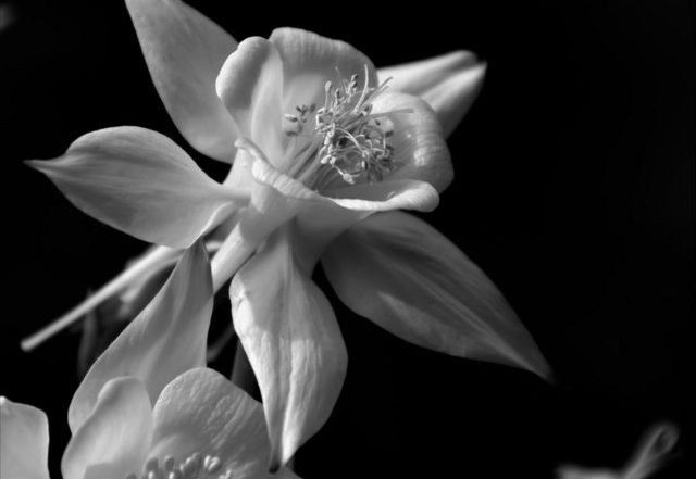 Anthony John Armintrout, Paul Wayne Armintrout, Life as a Moon - She Waits for Morning (Spotify) Nagamag