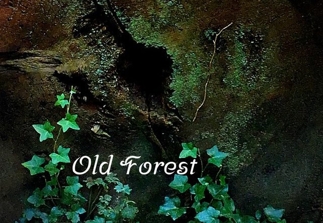 David King - Old Forest (Spotify) Nagamag