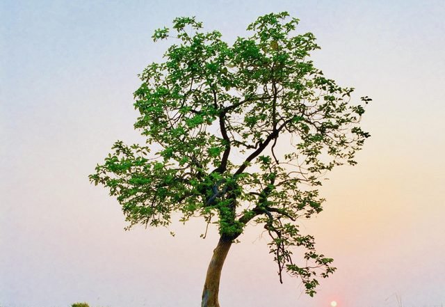 Ascending Everest - Hope (Spotify) Nagamag