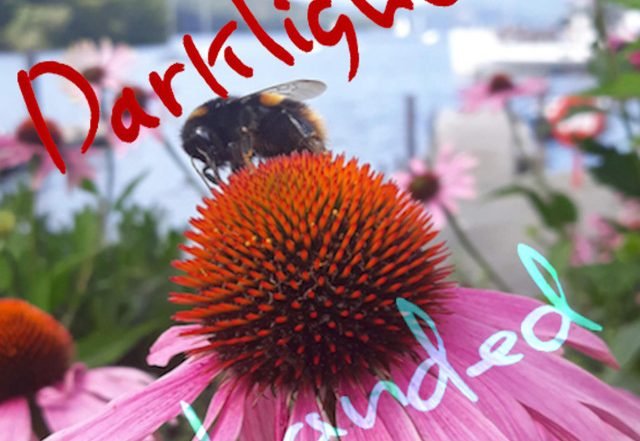 Darklights - Lotus Bird (Spotify)