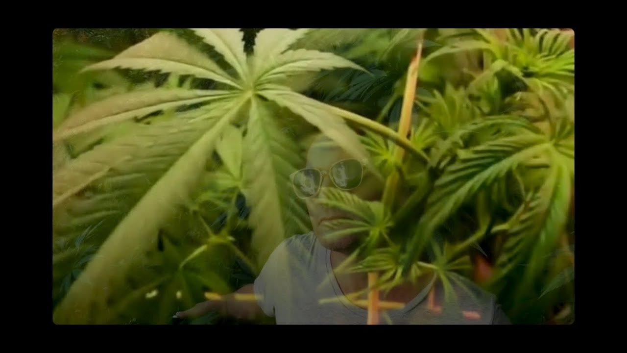 Camille Murray "Amnesia Love" (Video)