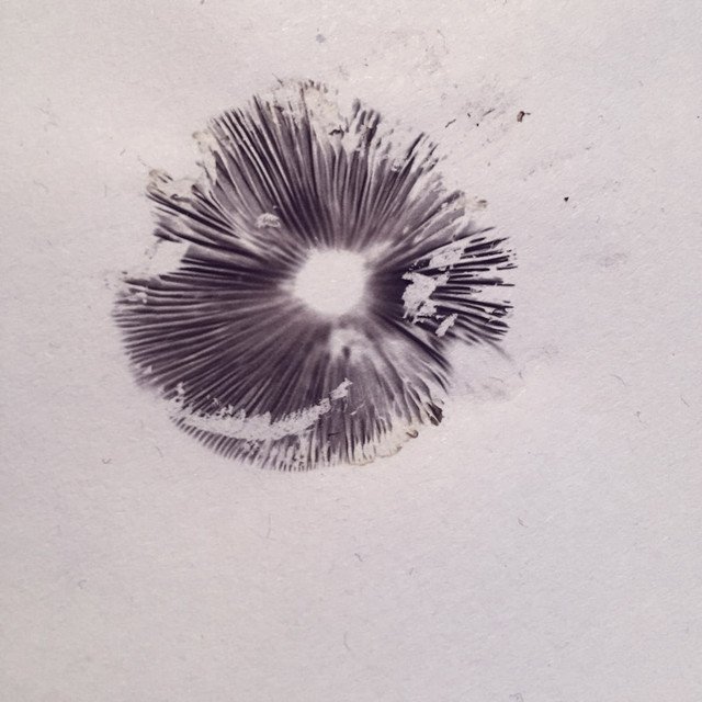 Alex Marchisone - Spores, Pt. 2: The Circle (Spotify), Neoclassical music genre, Nagamag Magazine