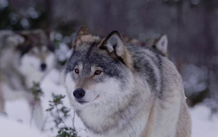 Gifts From Crows - No Place In This World (N.F.O. Version) (Video), Neoclassical music genre, Nagamag Magazine