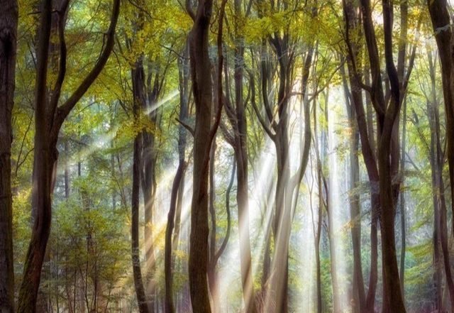 Jocéan - Komorebi (Spotify), Neoclassical music genre, Nagamag Magazine