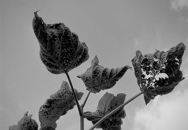 Potlatch - On The Cloud (Spotify), Jazz music genre, Nagamag Magazine