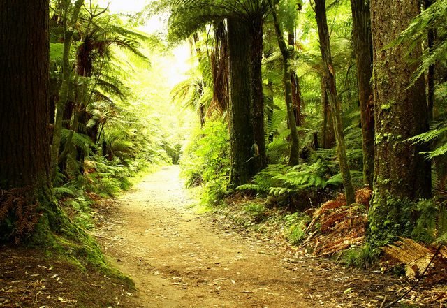 Mira Sthira - The Woods (Spotify), Pop music genre, Nagamag Magazine