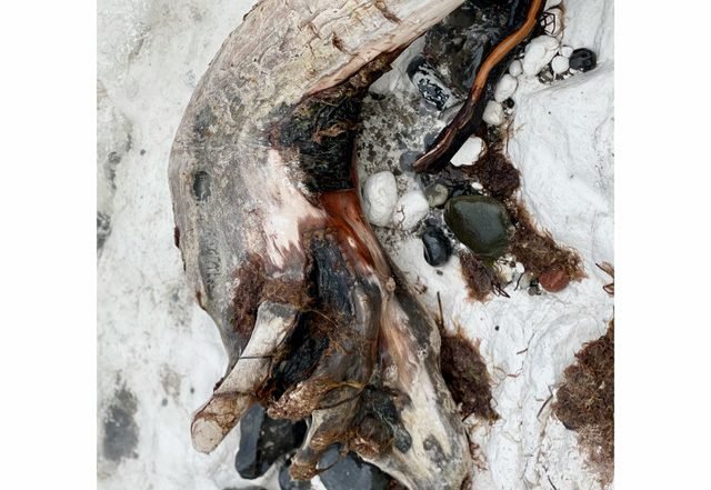 Hannah Schneider - We Will Be the Only Sound in the World (Spotify), Neoclassical music genre, Nagamag Magazine