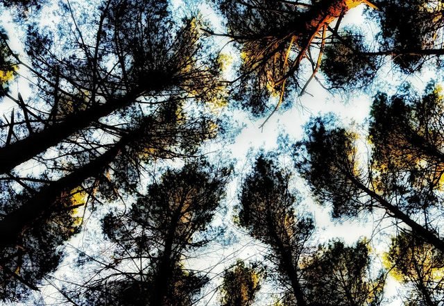 Padre Toxico - Under The Treetops (Spotify), Electronica music genre, Nagamag Magazine