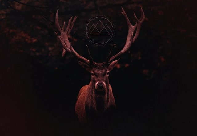 Avalon Skies - Skógr (Revisited) (Spotify), Electronica music genre, Nagamag Magazine