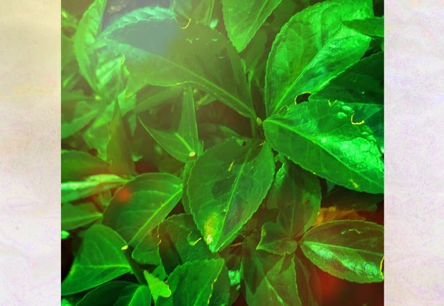 Medium Wave - Autumn Light (Spotify), Neoclassical music genre, Nagamag Magazine