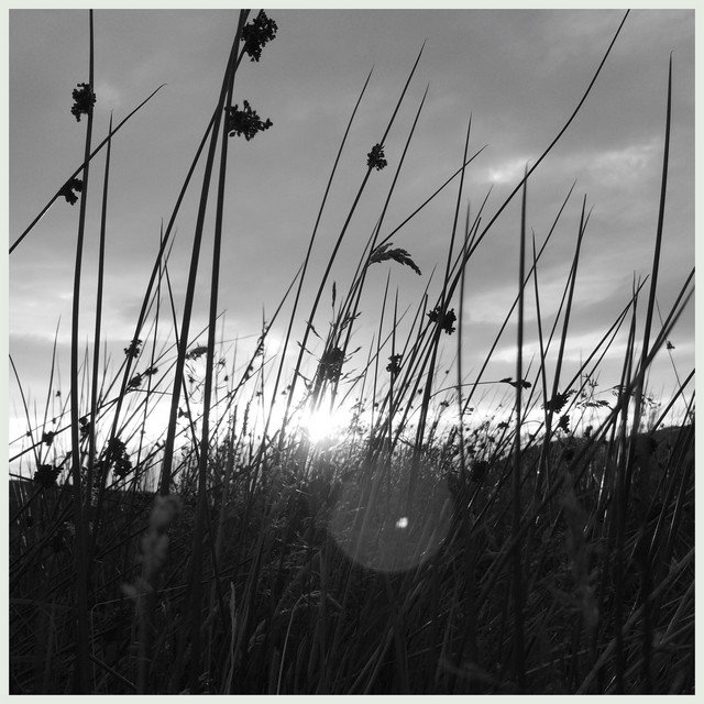 Neil Foster – Trawalua (Spotify)