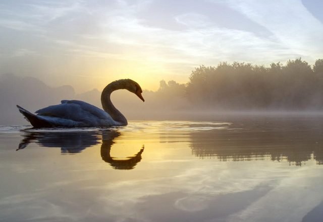 Robert Amacker - Nga's Nightingale, Neoclassical music genre, Nagamag Magazine