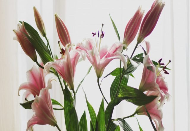 Konchord - Look at the Lilies, Electronica music genre, Nagamag Magazine