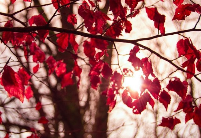 Robert Amacker - A Sisters Love, Neoclassical music genre, Nagamag Magazine