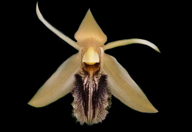 Junglehammer - Boots, Jazz  music genre, Nagamag Magazine