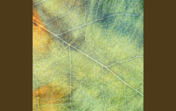 We Dream of Eden - Reaping in Joy, Neoclassical music genre, Nagamag Magazine