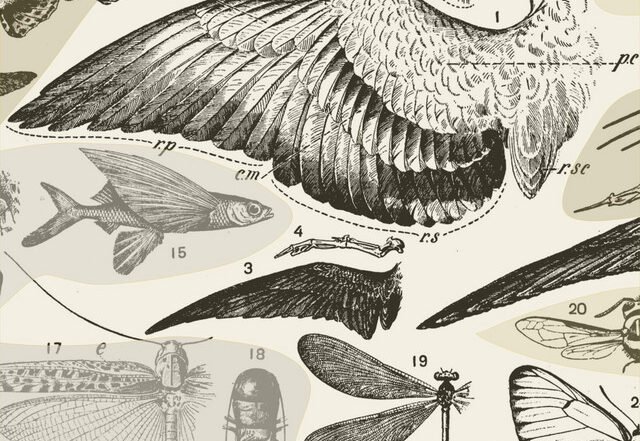 Edward Newell - Wing Cord, Neoclassical music genre, Nagamag Magazine