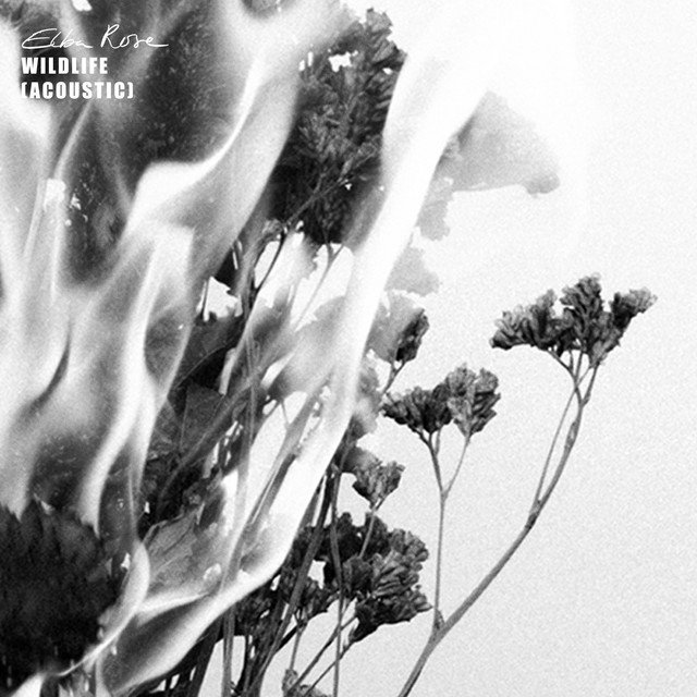 elba-rose-wildlife-acoustic-nagamag-music-magazine Elba Rose – wildlife – acoustic
