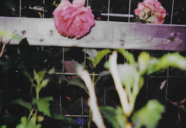 Little Fuss - A Modern Olympia, Pop music genre, Nagamag Magazine