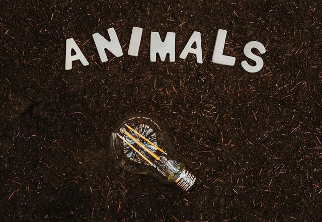 Nathaniel Sutton - Animals, Rock music genre, Nagamag Magazine