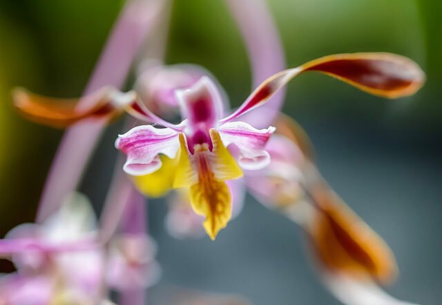 Junglehammer - Skin2Skin, Jazz music genre, Nagamag Magazine