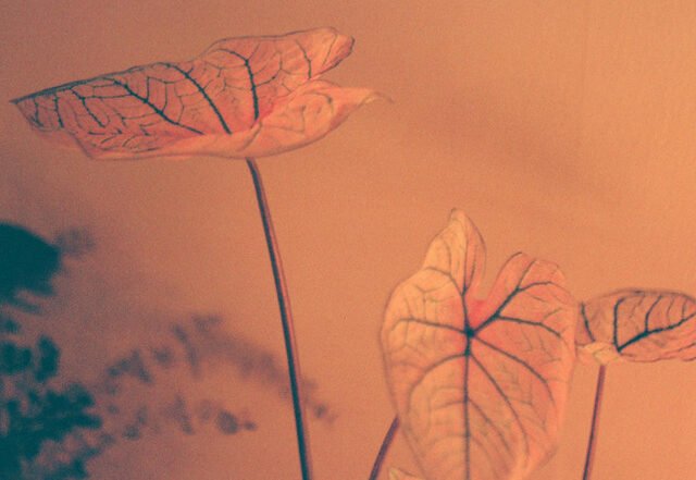 Grandfather Machine - Hear It Running (Old Bones), Jazz music genre, Nagamag Magazine