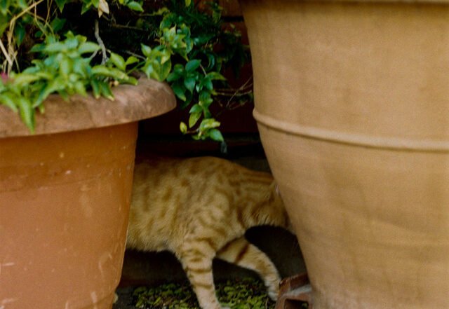 Sergio Díaz De Rojas - El gato escondido entre las plantas, Neoclassical music genre, Nagamag Magazine