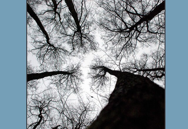 Torbjörn Righard - Ash Tree, Jazz music genre, Nagamag Magazine