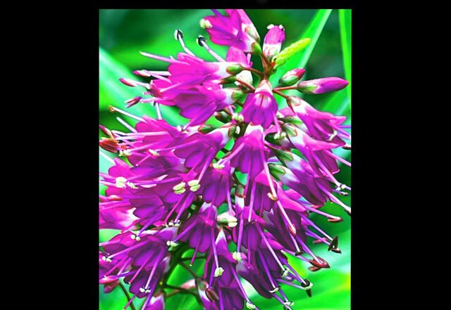 Connor Sablan - Hummingbird, Jazz music genre, Nagamag Magazine