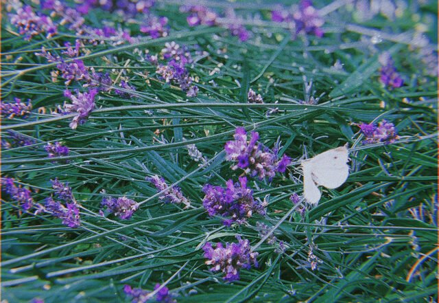 ttusk - wood whites must fly, Neoclassical music genre, Nagamag Magazine