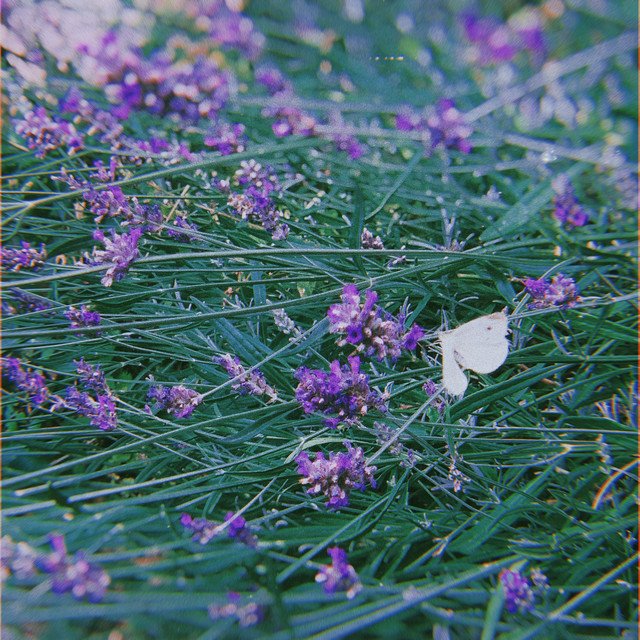 ttusk - wood whites must fly, Neoclassical music genre, Nagamag Magazine
