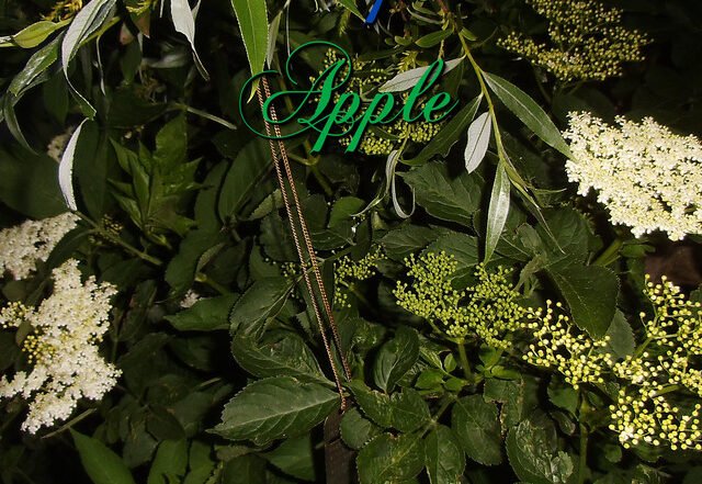 Escaped Apple - Flowers by a chest, Neoclassical music genre, Nagamag Magazine