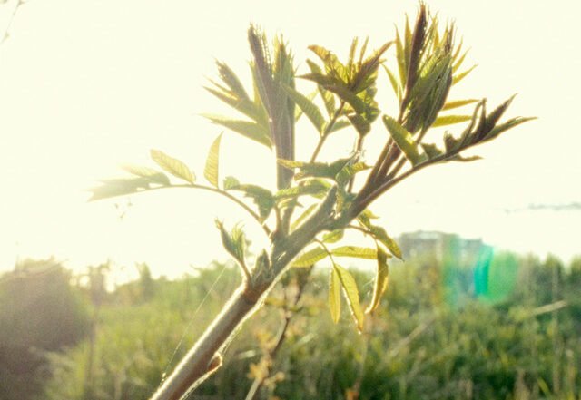 Hiru - Sonder, Jazz music genre, Nagamag Magazine