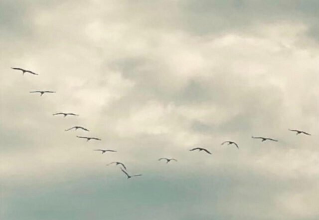 Jan Wilkendorf - With the birds | Electronica music review, Electronica music genre, Nagamag Magazine