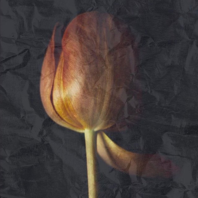 Cover of: Jean~Baptiste x Kelsea Martinez - Tulips | Hip Hop Music