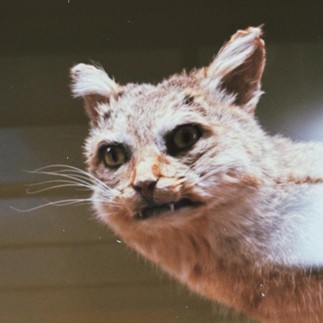 Cover of: Macadamian - Rewired Mind | Rock Music