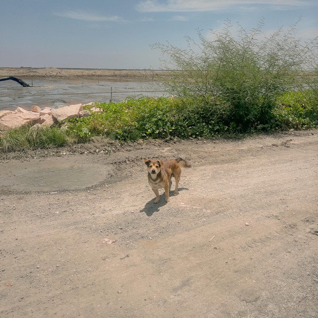 Cover of: Summer School - CYCLONE | Pop Music